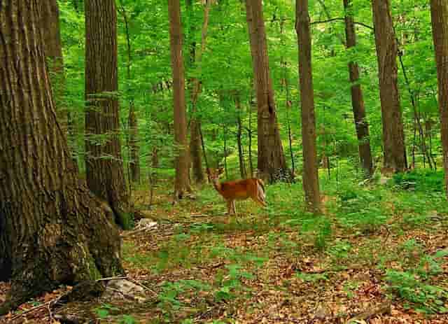 袖虎病狗攻略：狗的几种常见皮肤病，你都知道吗？