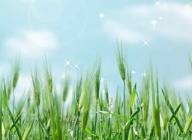 袖虎病猫攻略：预防自发性膀胱炎！