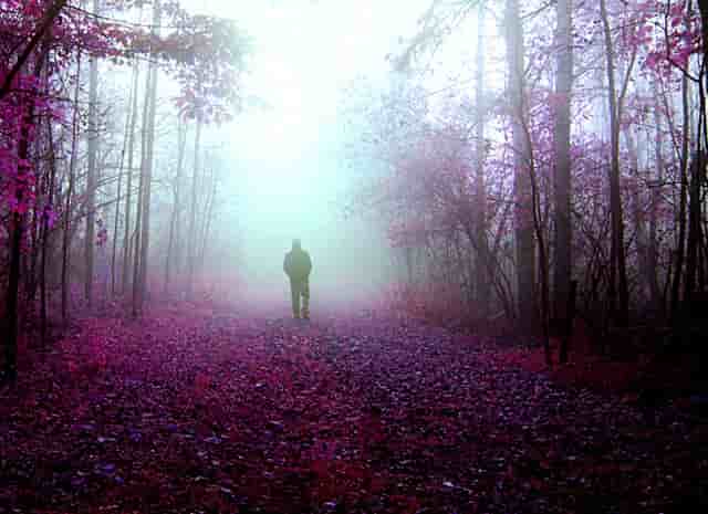 袖虎病狗攻略：狗吃草是怎么回事