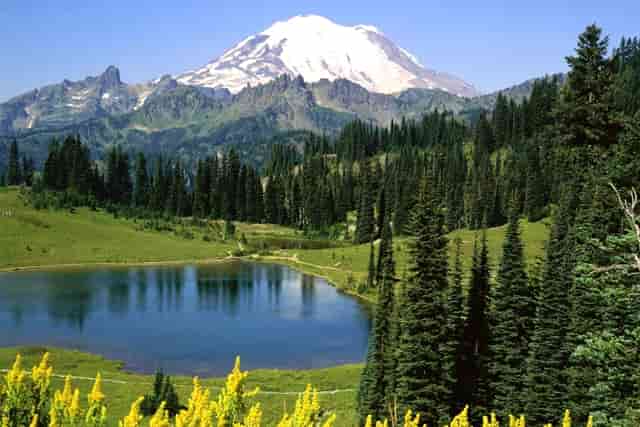 袖虎病猫攻略：猫咪指甲崩飞了怎么办