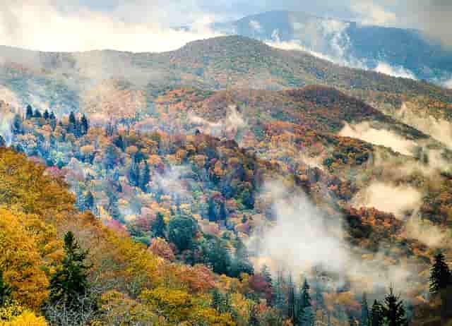 袖虎病猫攻略：猫流口水要注意