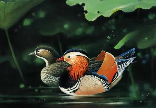 袖虎病猫攻略： 猫咪便秘怎么治疗