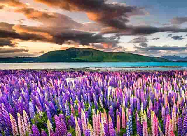 ASH2023 | 西比曼两项免疫肿瘤药物临床数据发布