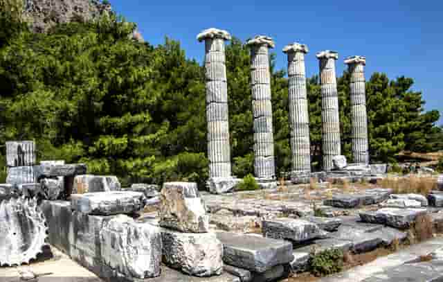 袖虎病狗攻略：狗狗关节炎的症状和治疗