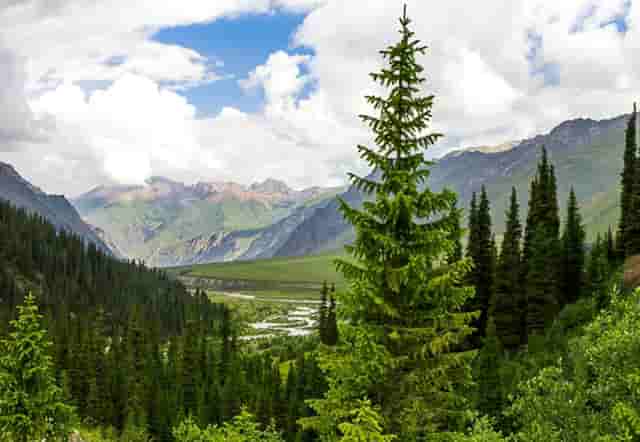 袖虎病猫攻略：猫咪体外驱虫怎么做？一点都不神秘