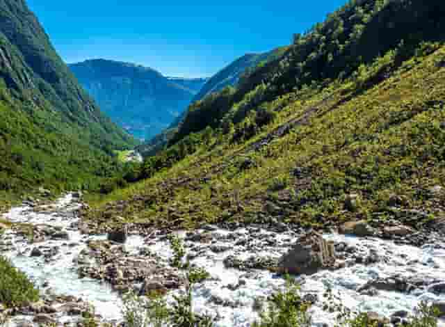 袖虎病猫攻略：猫咪鼻炎处理方法