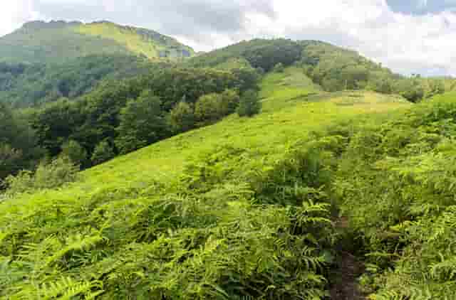进入热门宠物行业，“口碑王”袖虎宠物带你成功！
