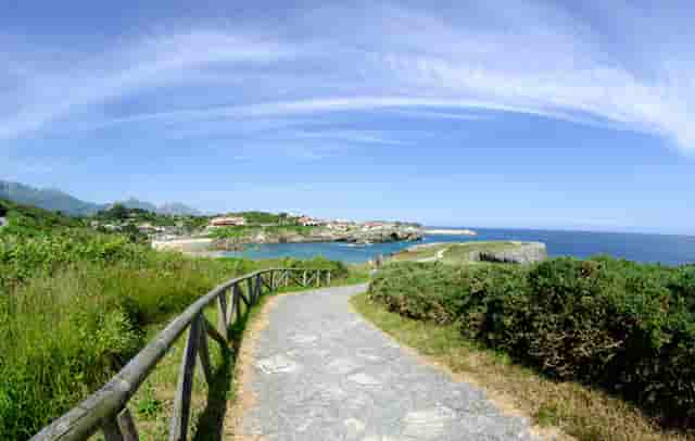 袖虎宠物提醒不要给猫咪喂垃圾食品！这些食物才利于发育！